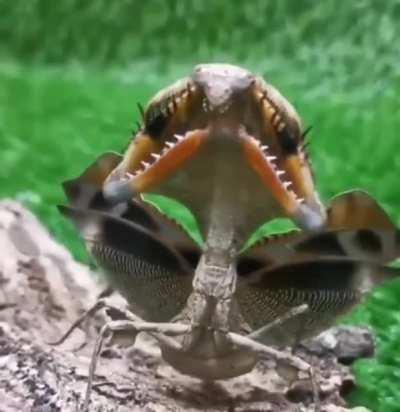 Threat display of the dead-leaf mantis