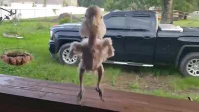 Rescued cockatoo gets his grove on