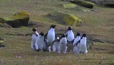 🔥 Penguins chasing a butterfly