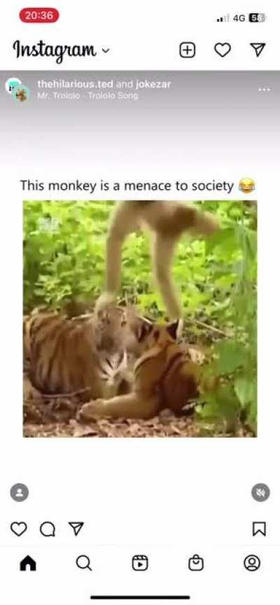 Monkey tempting death