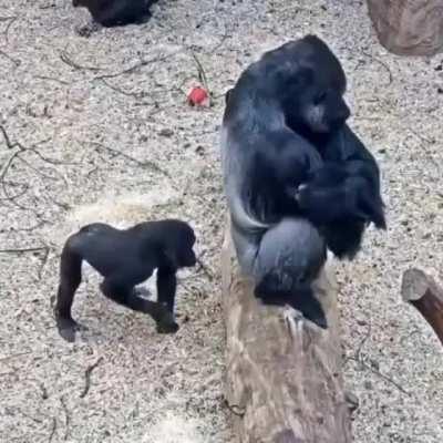 🔥 Baby Gorilla making fun with elderly Gorilla in a game Reserve.