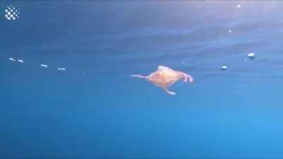 Jellyfish Goes For A Spin After Wrapping Itself Around Bubble Ring. Source: Newsflare