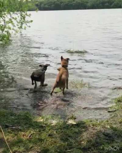 One dog always “wins” at fetch. The other dog has swam at this spot before and knows where the drop-off is.