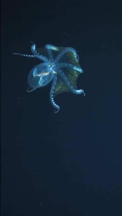 🔥 A Rare Footage of Glass Octopus