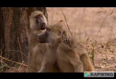 Male Baboons comforting their friend after his baby brother's death.