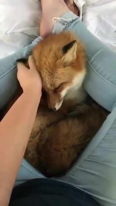 A gentle fox