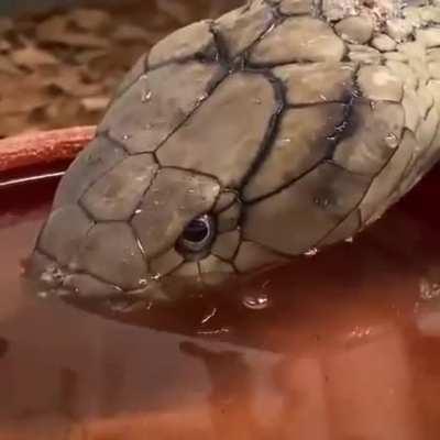 🔥Snake drinking water