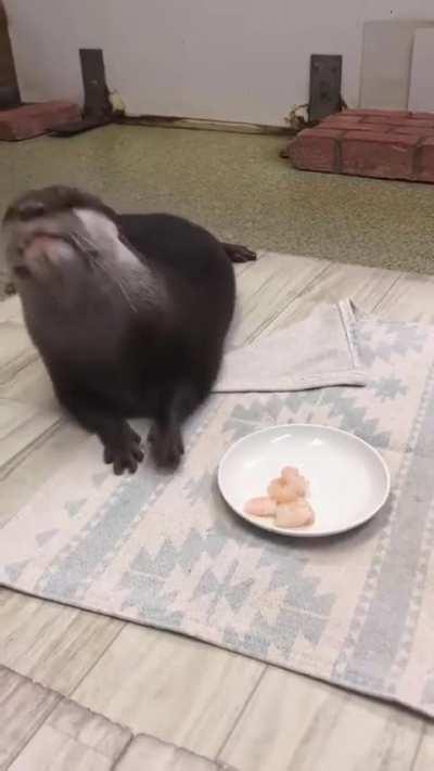 🔥 Otters munching on shrimp