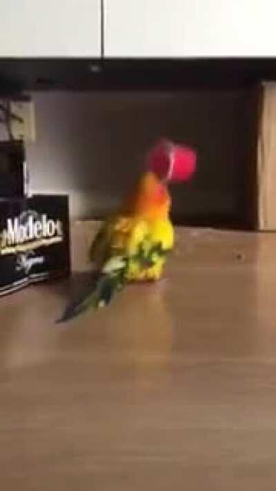 Parrot Vibrates Frantically While Holding Plastic Cup