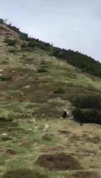 Little kid close to a brown bear in Italy on the Brenta mountain chain above Malga Prà da Giovo