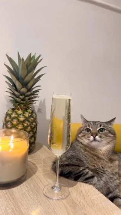 Champagne Cat