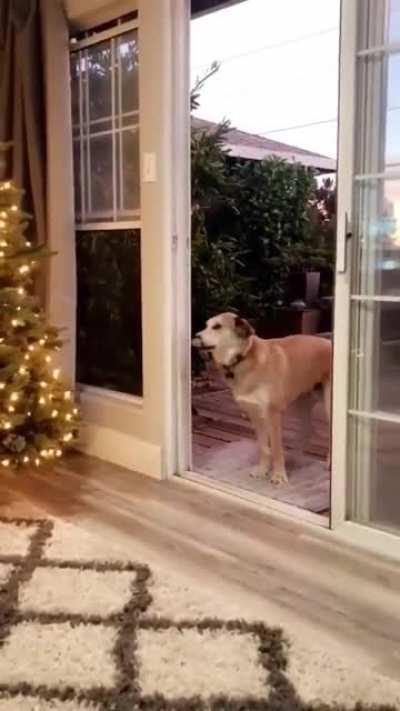 He constantly thinks the screen door is closed, so they have to pretend to open it for him to come inside