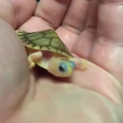 Here's a baby turtle to brighten your day!