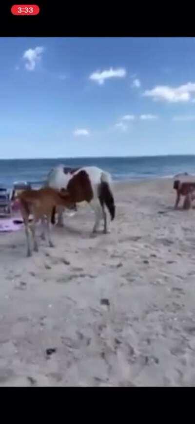 Yeah let me just smack this horse on the ass while standing behind it.