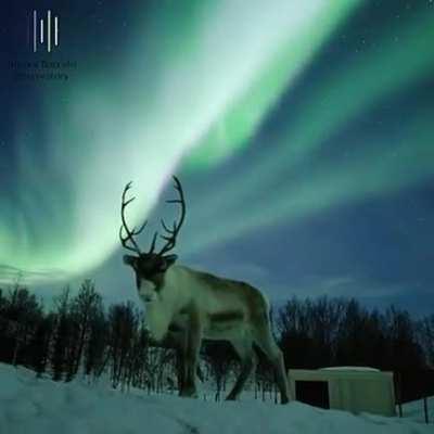 A Reindeer beneath the Northern Lights