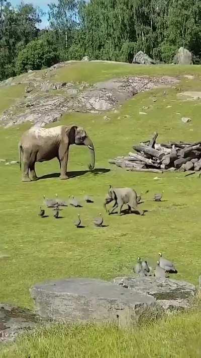 Baby Elephant was having fun playing until this happened 😂