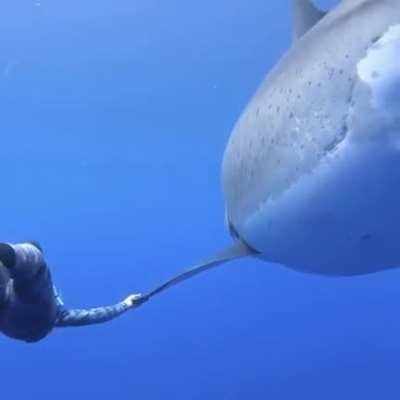 Ocean Ramsey and her team encountered this 20 ft Great White Shark near the island of Oahu, Hawaii. It is believed to be the biggest ever recorded