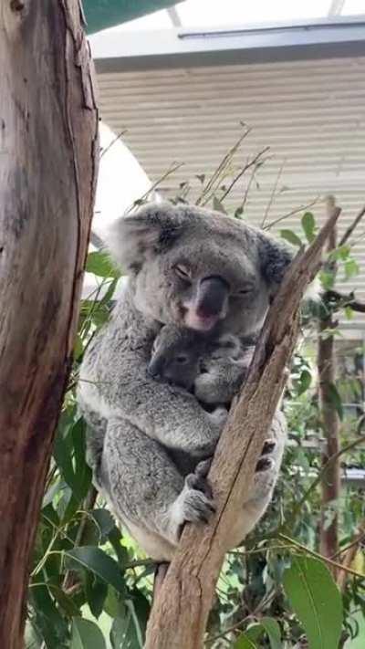 A sleepy Koala napping with her Joey