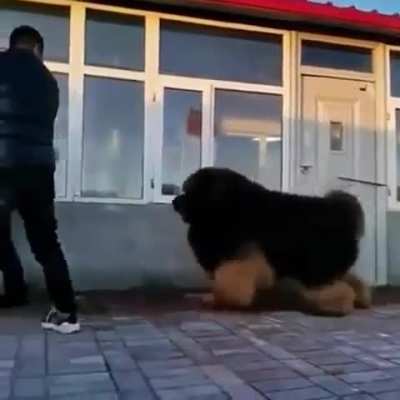 of a Tibetan Mastiff 