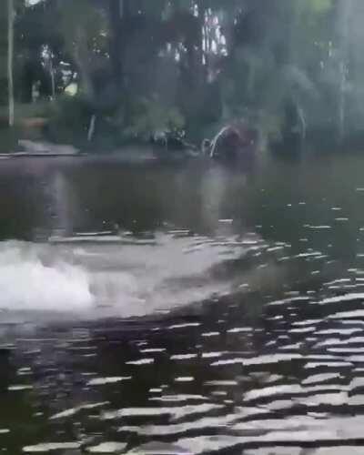 Crocodiles swim way faster than you think. (Footage taken from Queensland Australia)