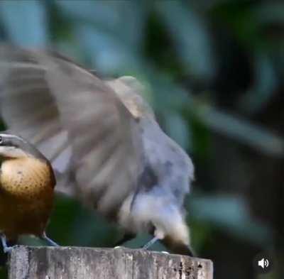 🔥 Male Victoria Rifle bird mating dance