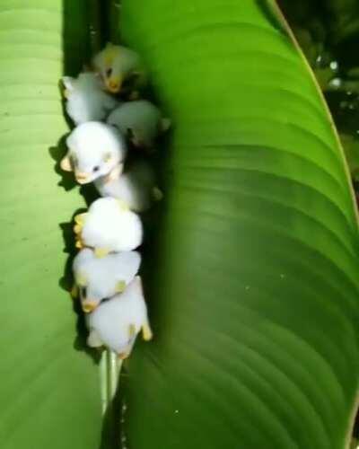 The Honduran White Bat is one of approximately 22 known species of bats that roost within leaf &quot;tents&quot;. They cut the side veins extending out from the midrib of the large leaves causing them to fold down to form a tent - a comfy shelter during the day.