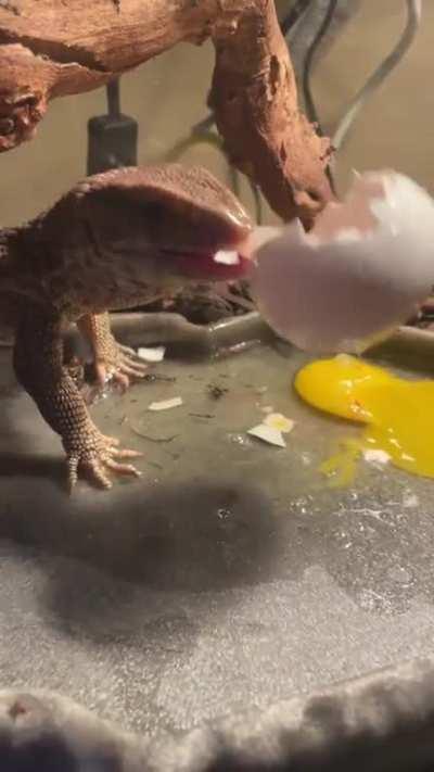 Bro loves egg