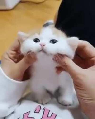 Mochi cat