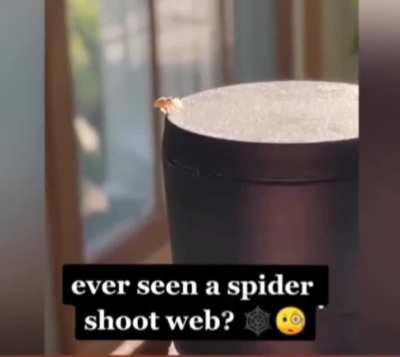 Spider shoot webs