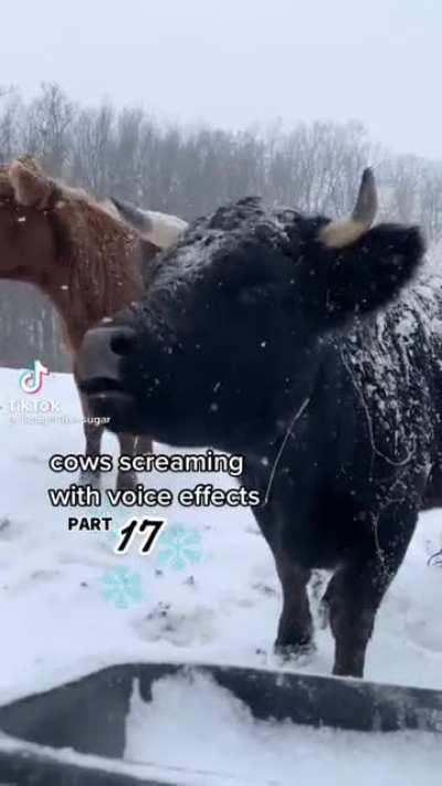 MoOoOoOoOo