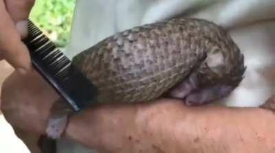 beautiful moment when an orphan baby pangolin is brushed, just as its mother would brush.