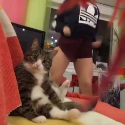 cat.