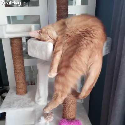 This cat is comfortable sleeping in the weirdest position