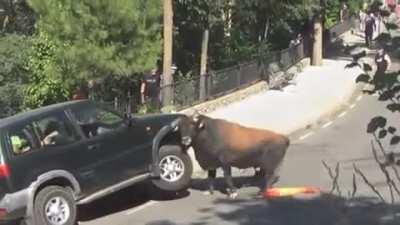 Ever wonder how strong a bull is?