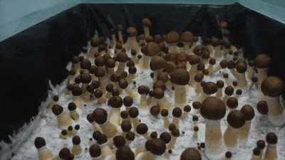 Mushrooms Growing Time-lapse. Rare footage showing the fruiting stage of a fungal culture.