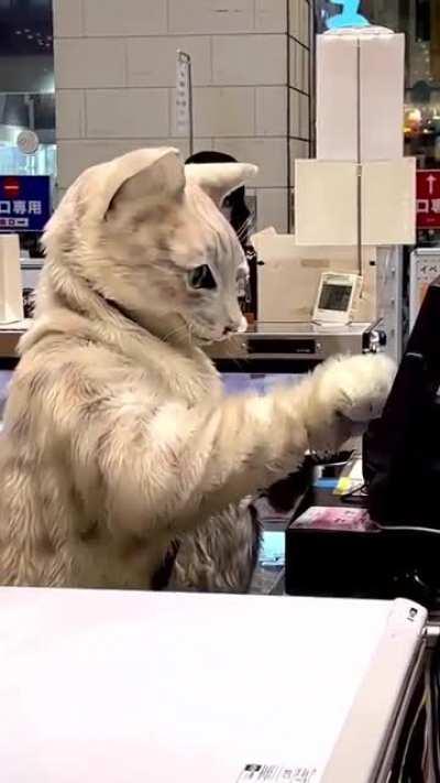 Cat with jobs