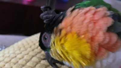 Using his own feather for some post-party scritches :)