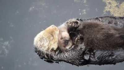 1 day old baby otter sleeping on floating mom