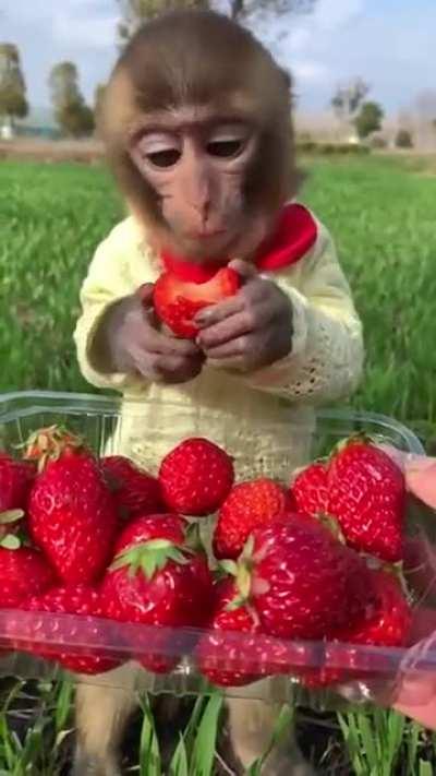 Little monkey eating strawberries