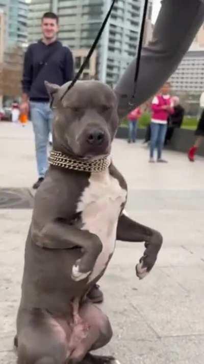 Toddler hitting a pit bull in the head with a water bottle