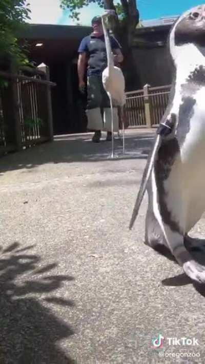 Penguin Field Trip