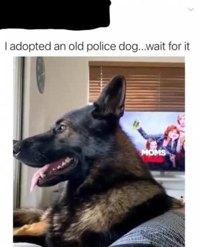 Good Boi Is Ready