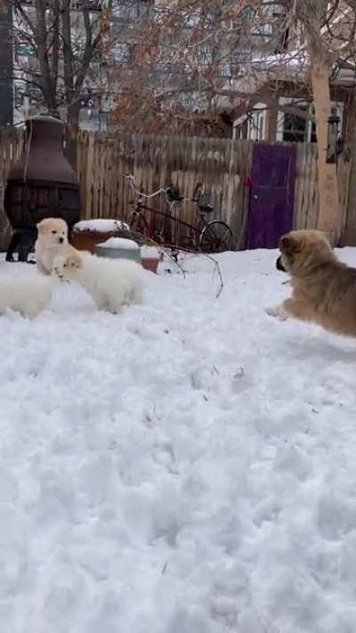 Puppy Zoomies in the snow