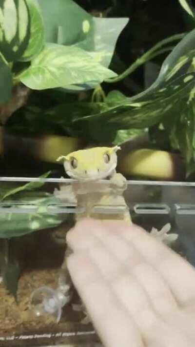 *WARNING DANGEROUSLY CUTE* Full vid of the cutest gecko known to mankind (ignore my very not cute cooing)