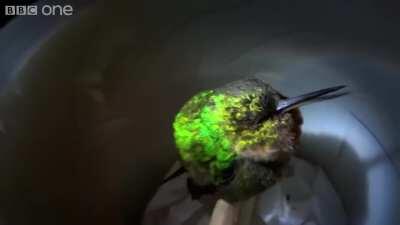 Snoring Hummingbird