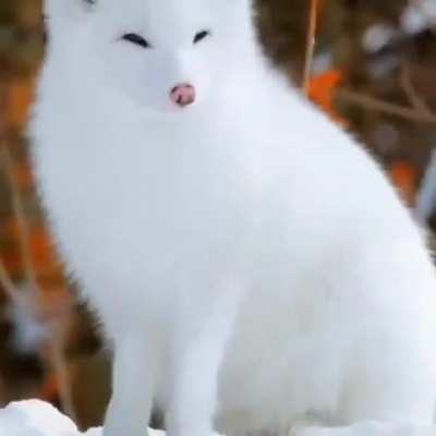 🔥Arctic foxes have adapted to the harshest cold conditions without needing to hibernate in the winters,,