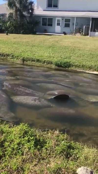 SO. MANY. MANATEES.