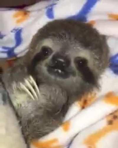 Baby sloth