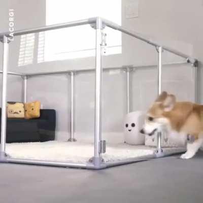 corgi pupper with his very own apartment