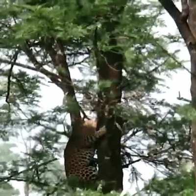 Leopard jumping from tree to tree